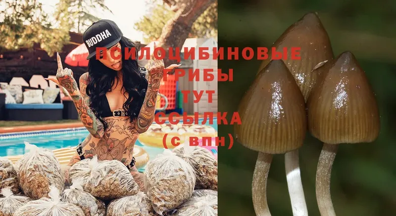 Галлюциногенные грибы Magic Shrooms  Артёмовский 